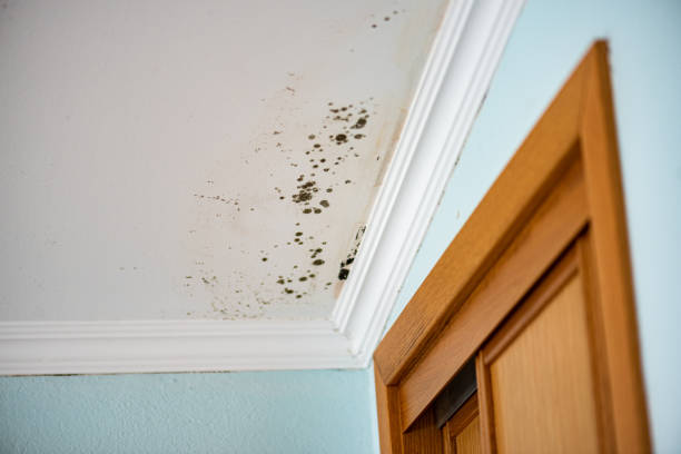 Best Kitchen Mold Remediation in Keyes, CA
